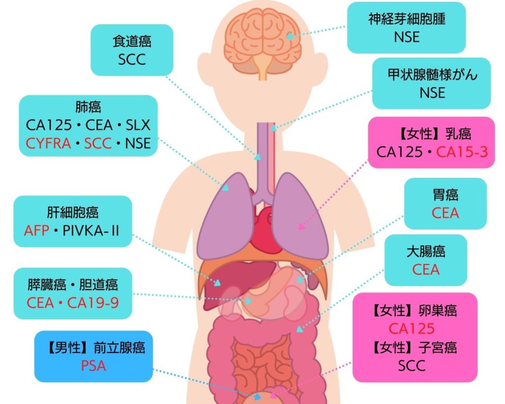 腫瘍マーカー検査 - 池袋・豊島区の消化器内科・内視鏡検査・大腸がん検診センター｜池袋藤久ビルクリニック