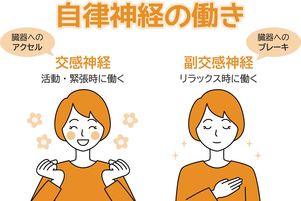 自律神経の働きの特徴をまとめた画像